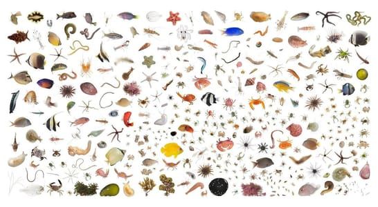 Artwork Title: Tropical Coral Reef, Temae Reef, Moorea, French Polynesia