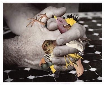 Artwork Title: Some of my best Friends are Birds