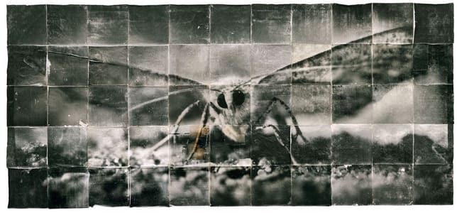 Artwork Title: Untitled