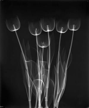 Artwork Title: Untitled