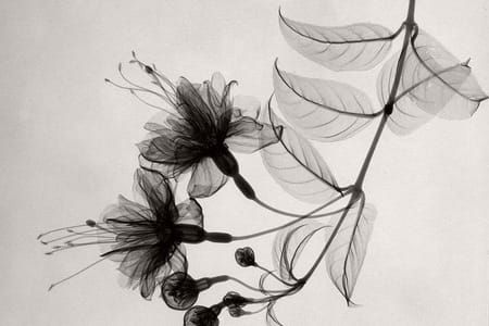 Artwork Title: Untitled