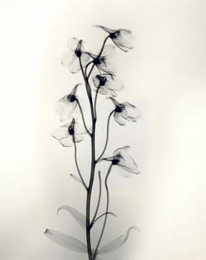 Artwork Title: Untitled