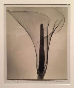 Artwork Title: X-Ray of a Lily