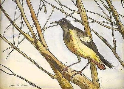 Artwork Title: Thrush