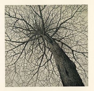 Artwork Title: Bare Tree