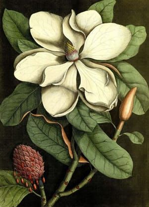 Artwork Title: Magnolia
