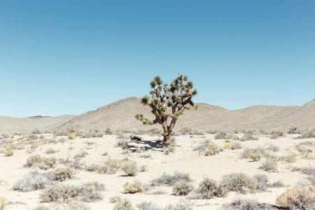Artwork Title: Desert Tree