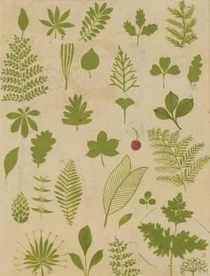 Artwork Title: Study: Leaf Shapes