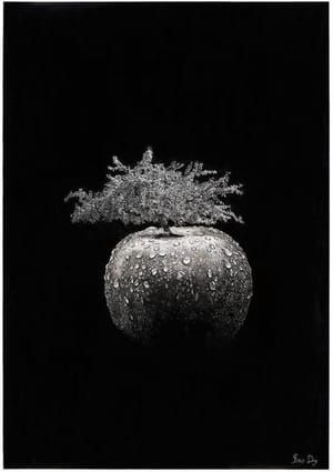 Artwork Title: The Apple