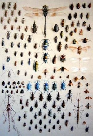 Artwork Title: One Hundred and Fifty Insects, Dominated at the Top by a Large Dragonfly