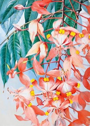 Artwork Title: Pride of Burma (Amherstia Nobilis