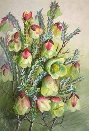 Artwork Title: Pimelea physodes, Qualup Bell, Thymelaeaceae