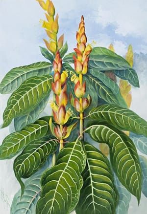 Artwork Title: Aphelandra Squarrosa, Zebra Plant Or Saphron Spike