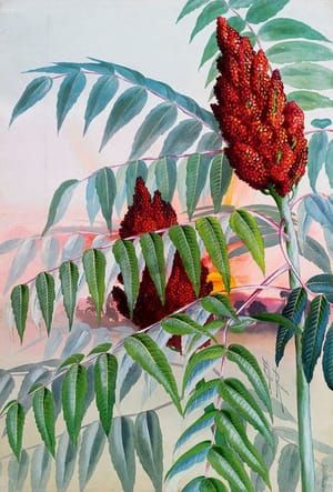 Artwork Title: Smooth Upland Sumac (Rhús Glàbra)