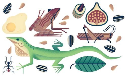 Artwork Title: Diet & Food
