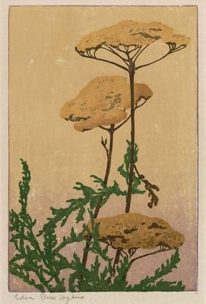 Artwork Title: Achillea