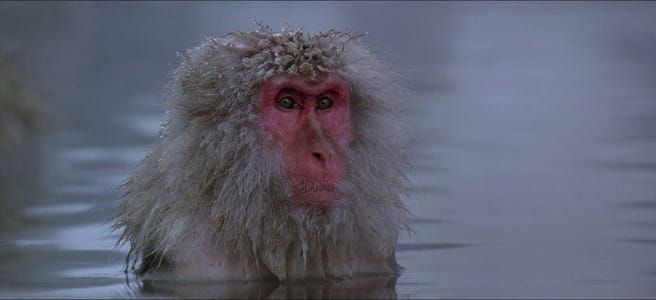 Artwork Title: Snow Monkey (Baraka)
