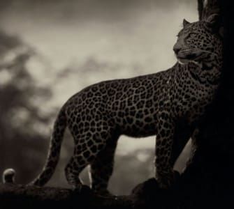 Artwork Title: Leopard in Crook of Tree