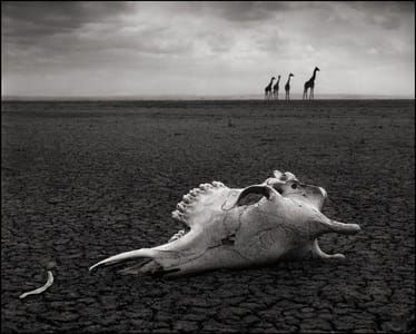 Artwork Title: Untitled