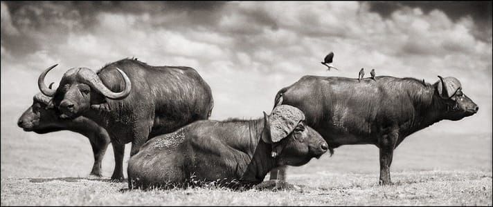 Artwork Title: Untitled