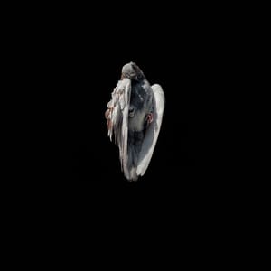 Artwork Title: Miserere #2
