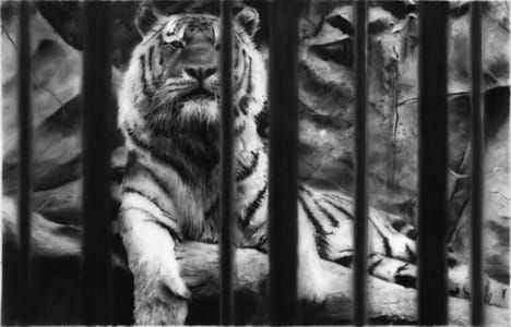 Artwork Title: Study For Tiger On The Rocks