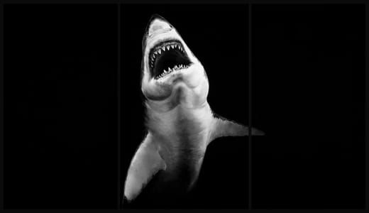 Artwork Title: Shark