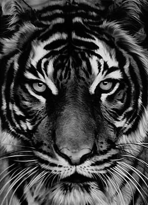 Artwork Title: Tiger