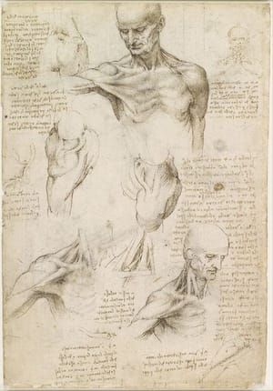 Artwork Title: The superficial anatomy of the shoulder and neck