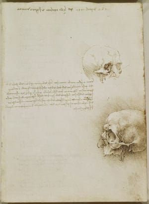Artwork Title: Skull Studies