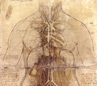 Artwork Title: Anatomical Drawings, Codex Huygens
