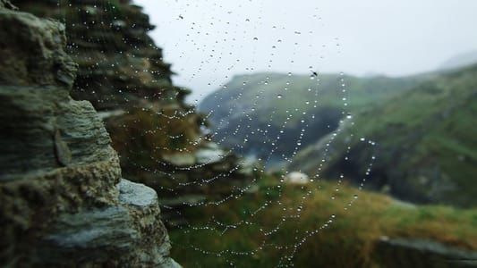 Artwork Title: Web Sacred Geometry