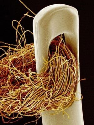 Artwork Title: Ago e filo, visti al microscopio