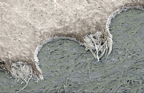 Artwork Title: Vista al microscopio del bordo di un timbro