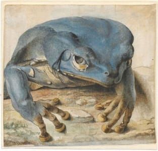 Artwork Title: Hyla Aborea (Tree Frog from Suriname