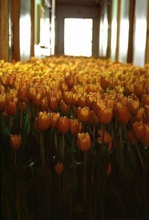 Artwork Title: Flowers in deserted mental hospital