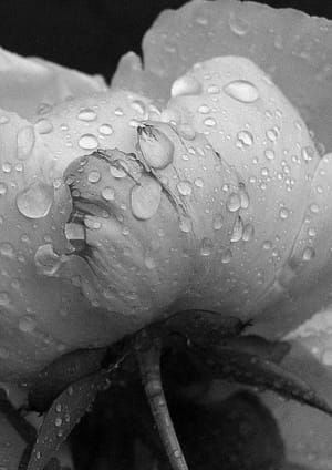 Artwork Title: Untitled