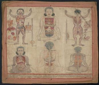 Artwork Title: Localization of Viscera in the Torso