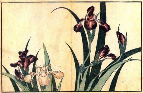 Artwork Title: Irises