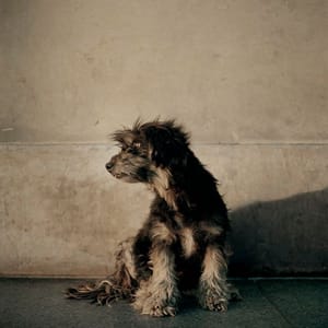 Artwork Title: Dog Days, Bogotá - Untitled 50