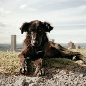 Artwork Title: Dog Days, Bogotá - Untitled 17