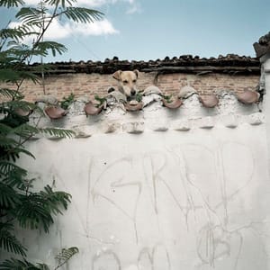 Artwork Title: Dog Days, Bogotá - Untitled 28