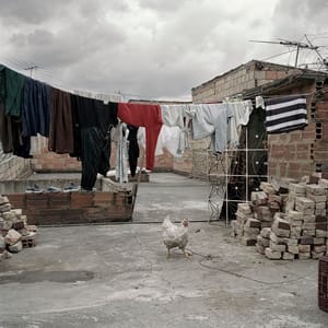 Artwork Title: Dog Days, Bogotá - Untitled 53