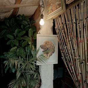 Artwork Title: Dog Days, Bogotá - Untitled 34