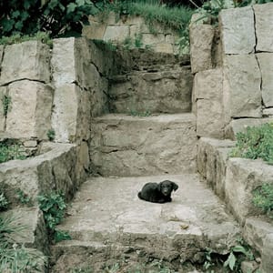Artwork Title: Dog Days, Bogotá - Untitled 57