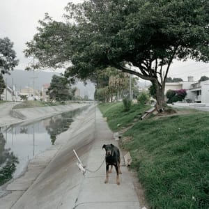 Artwork Title: Dog Days, Bogotá - Untitled 59