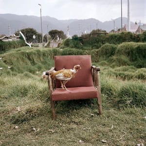 Artwork Title: Dog Days, Bogotá - Untitled 29