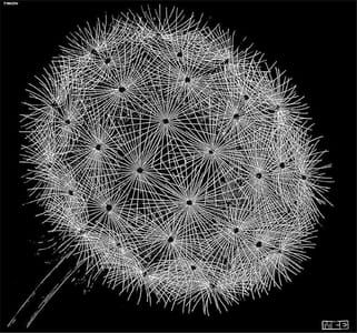 Artwork Title: Blowball