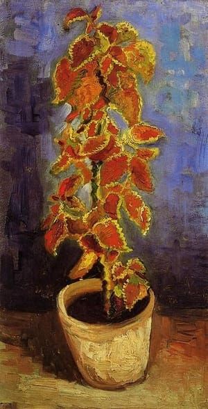 Artwork Title: Coleus Plant in a Flower Pot