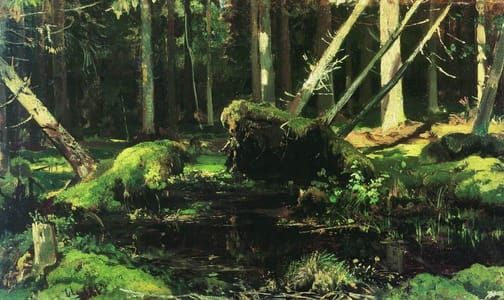 Artwork Title: Wind fallen trees
